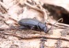tesařík (Brouci), Saphanus piceus (Laicharting, 1784), Cerambycidae (Coleoptera)